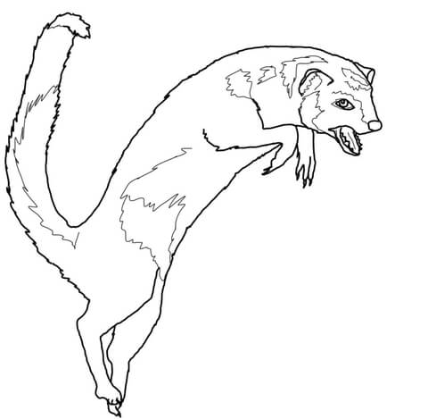 Jumping Mongoose Coloring Page